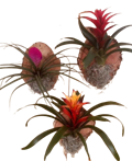 Bromeliad Plaque